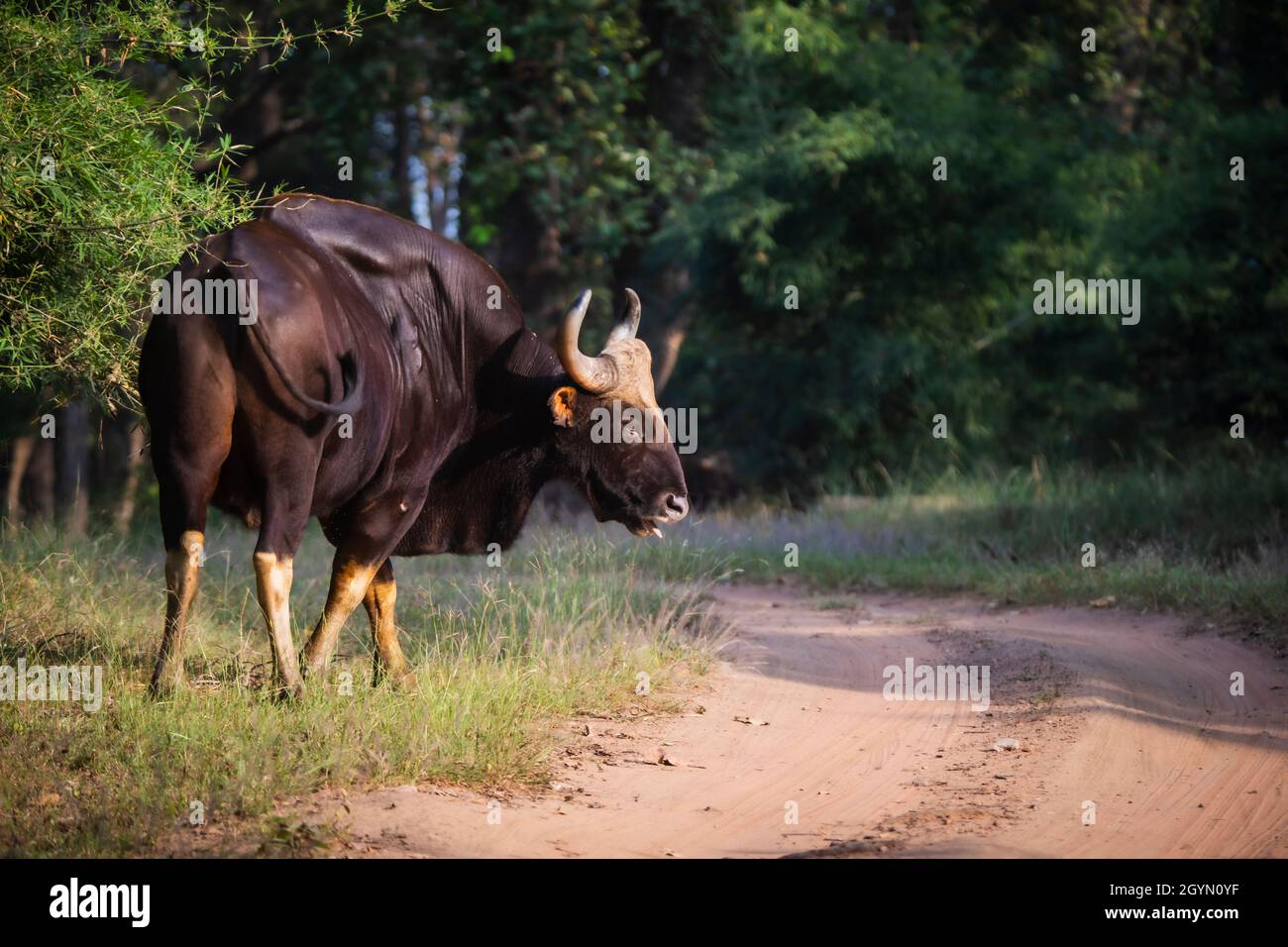 Gaur, Bos Gaurus, Madhya Pradesh, Inde Banque D'Images