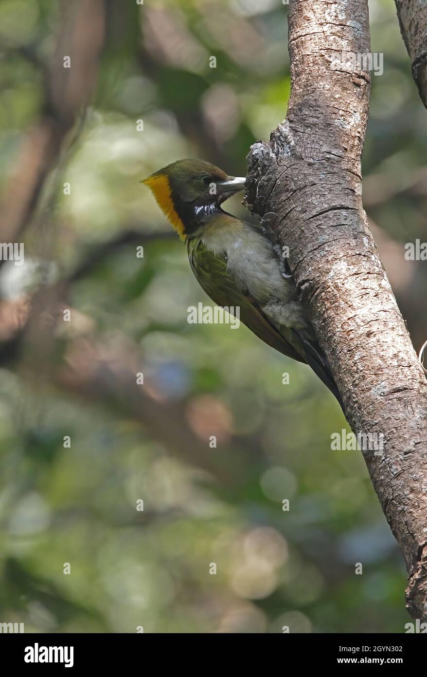 Grande yellownape (Chrysophlegma flavinucha flavinucha) alimentation féminine sur le tronc d'arbre Katmandou, NépalFévrier Banque D'Images