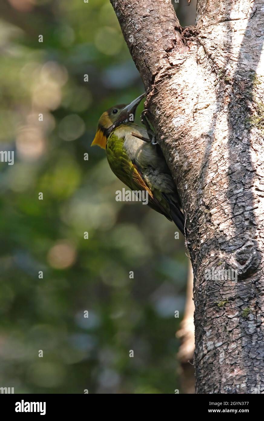 Grande yellownape (Chrysophlegma flavinucha flavinucha) alimentation féminine sur le tronc d'arbre Katmandou, NépalFévrier Banque D'Images