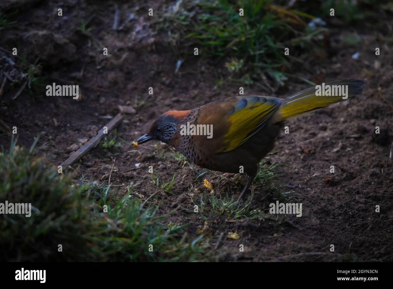 Laughingthrush à couronne de châtaignier, Trochalopteron erythrocephalum, Népal Banque D'Images