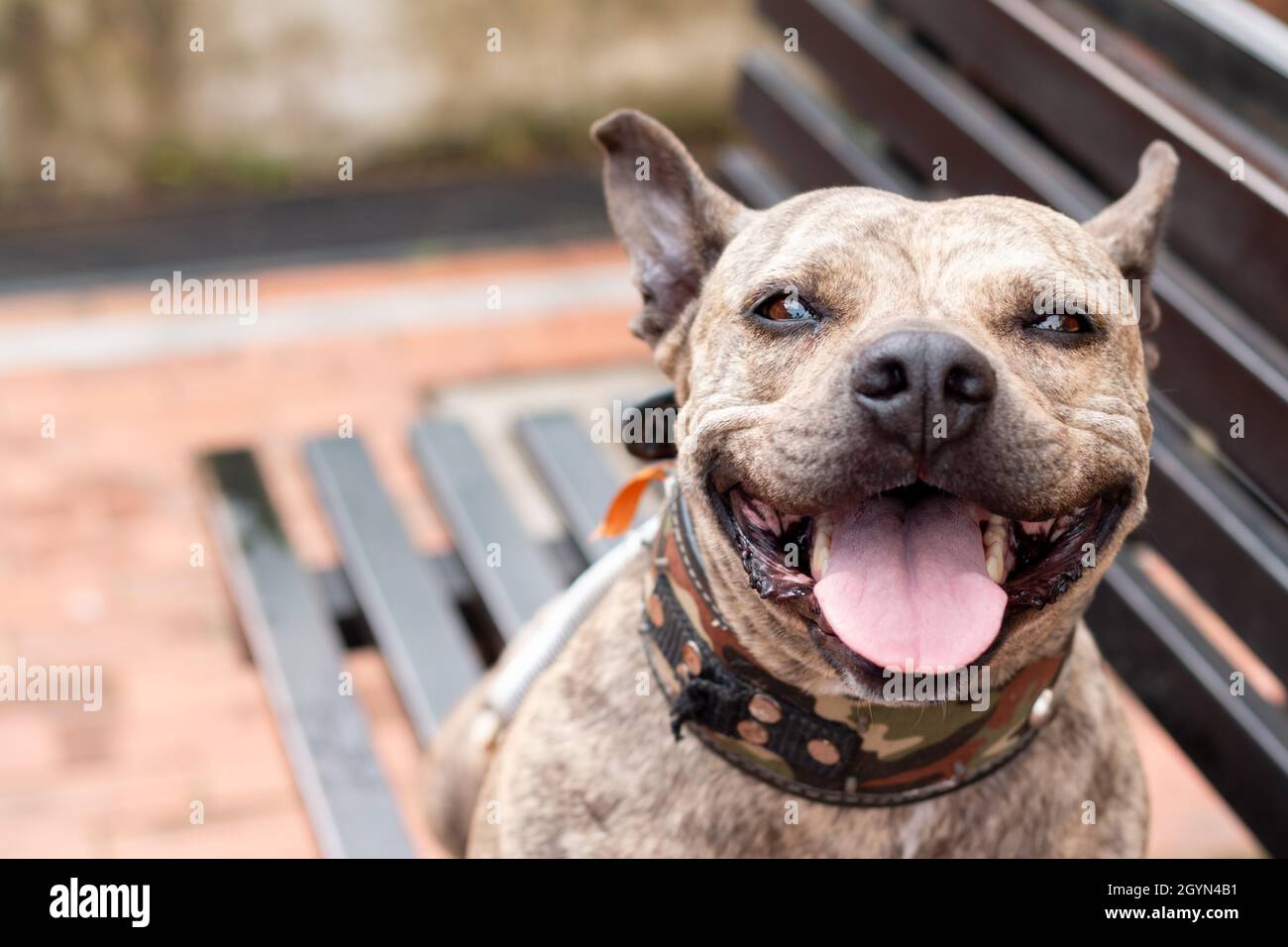 Portrait de pitbull bringé souriant et regardant l'appareil photo.Adorable chien bringé brun.Look tendre. En collant sa langue.Pitbull feilz et de port Banque D'Images