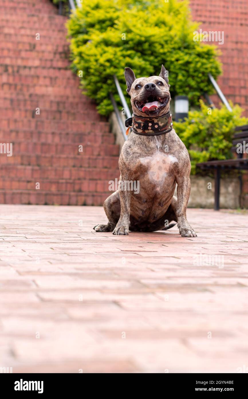 Photo verticale d'un portrait de Pitbull souriant et bringé avec un arrière-plan orange pour les escaliers.Chien brun tendre bringé avec col camouflage.Aspect tendre Banque D'Images