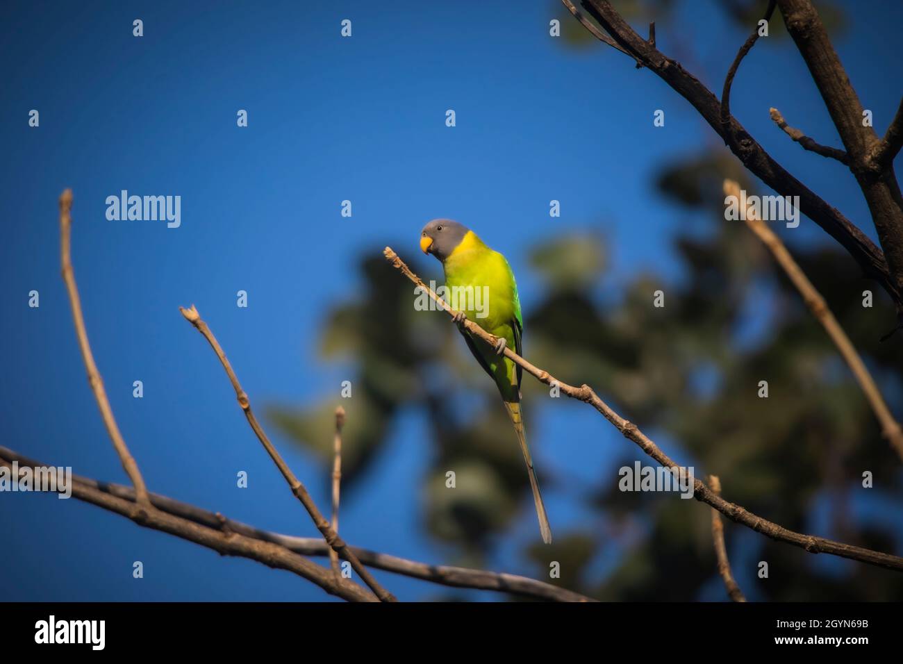 Parakeet à tête prune, Psittacula cyanocephala, Parrot, oiseau, Parakeet,Réserve de tigre de Panna, Madhya Pradesh, Inde Banque D'Images