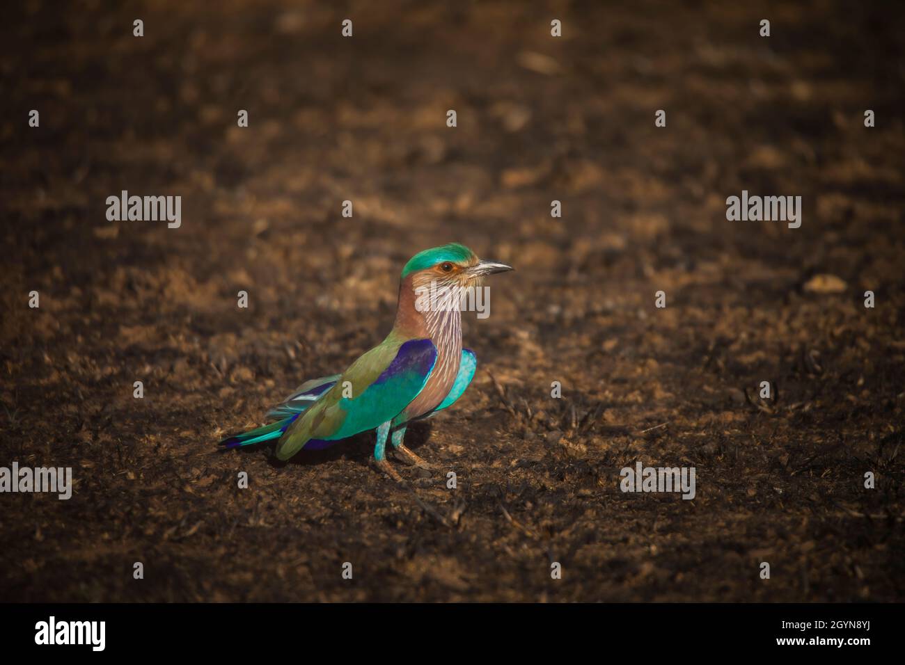 Indian Roller, Coracias benghalensis, Madhya Pradesh, Inde Banque D'Images