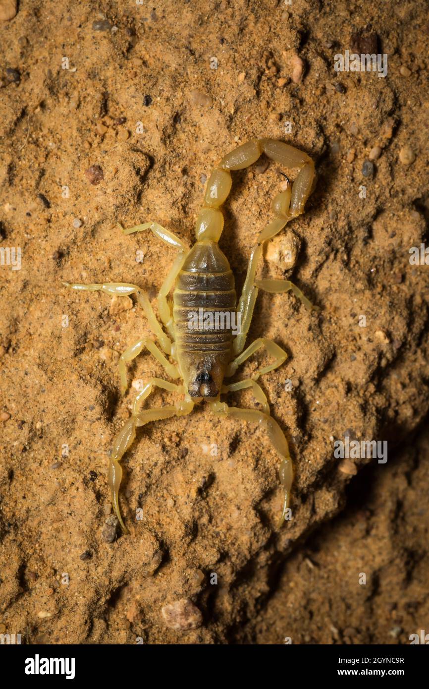 Scorpion, espèce Buthacus, Parc national du désert, Rajasthan, Inde Banque D'Images