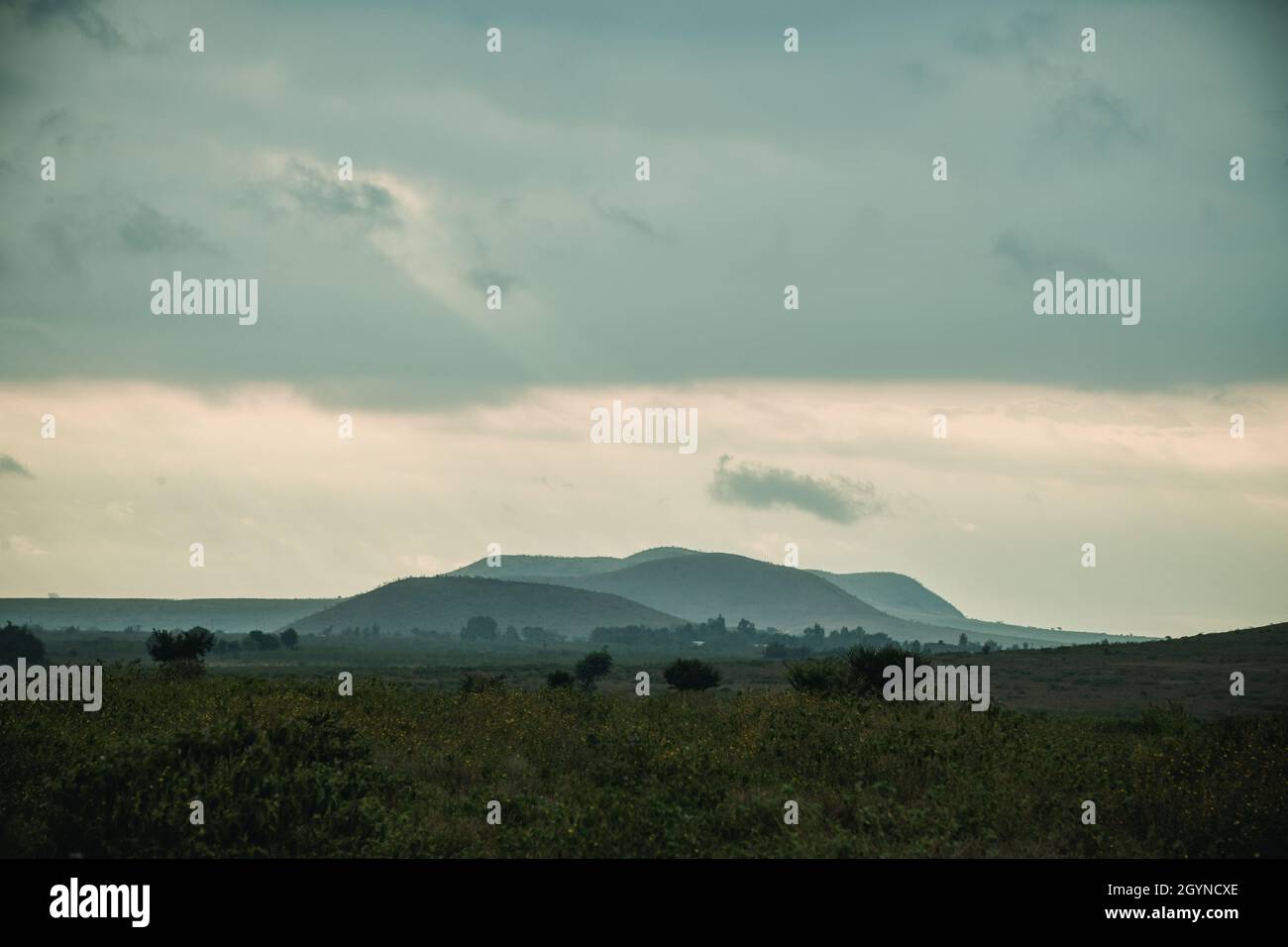 Rencontrez des animaux sauvages comme la Giraffe qui traverse la route d'Oloitoktok et le montKilimanjaro View - Parc national d'Amboseli Banque D'Images