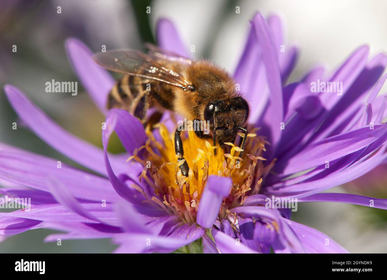 Détail de l'abeille (API mellifera) abeille européenne ou occidentale assise sur la fleur violette Banque D'Images