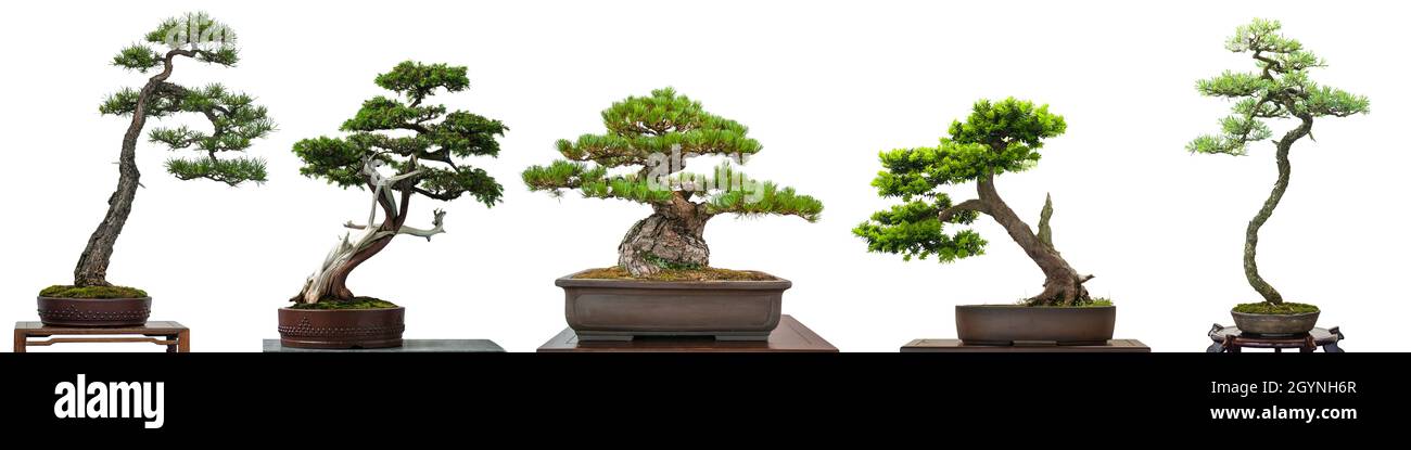 Conifères de Bonsai isolés sur fond blanc Banque D'Images