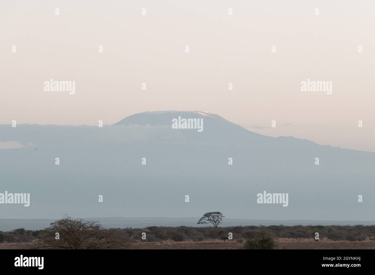 Rencontrez des animaux sauvages comme la Giraffe qui traverse la route d'Oloitoktok et le montKilimanjaro View - Parc national d'Amboseli Banque D'Images