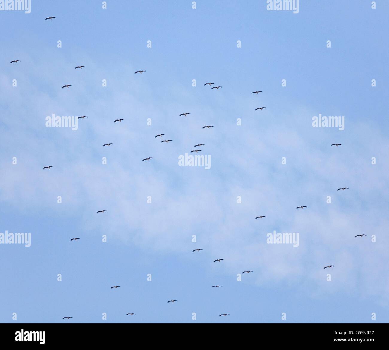 Partie d'un troupeau beaucoup plus grand de Black Storks, Ciconia ciconia, qui se dirige au-dessus du détroit de Gibraltar sur leur migration d'automne vers le sud via le Maroc. Banque D'Images