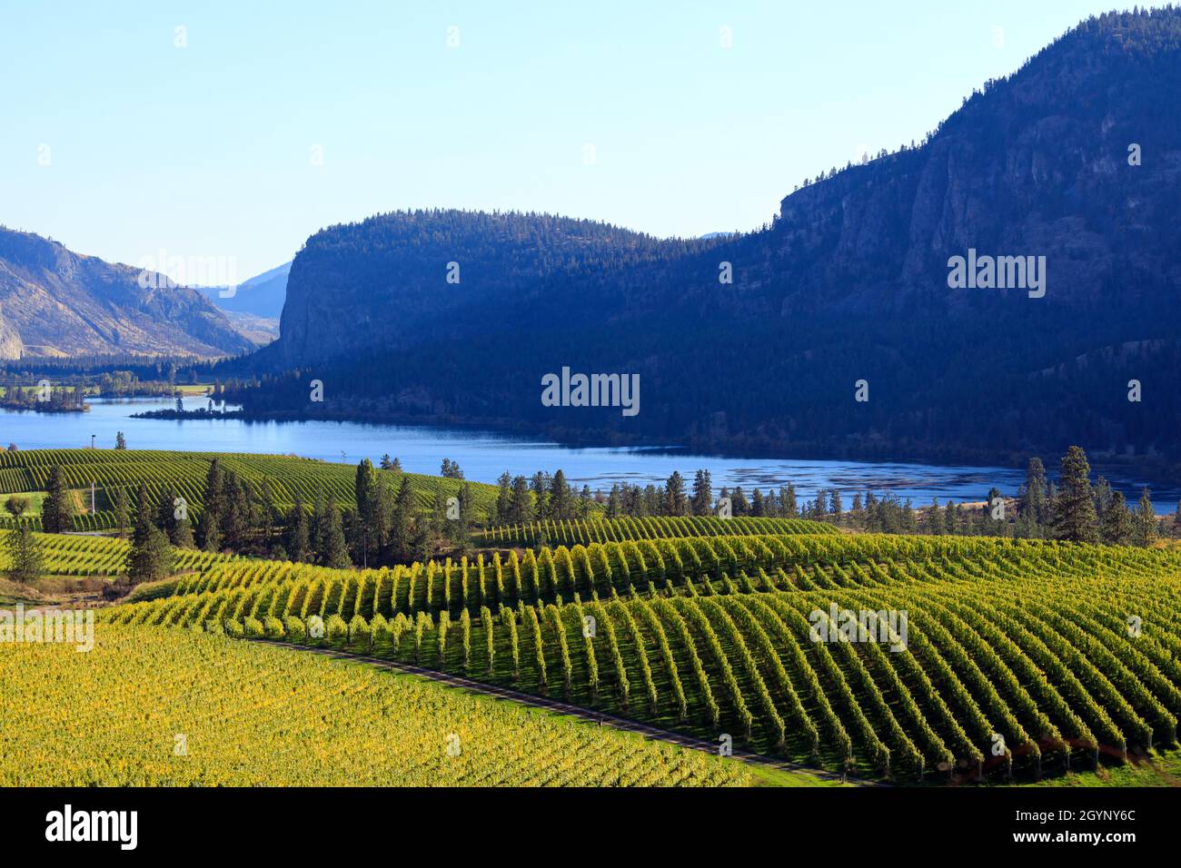 Vue sur Blue Mountain Vineyard avec McIntyre Bluff et Vaseux Lake en arrière-plan situé dans la vallée de l'Okanagan à Okanagan Falls, Colombie-Britannique Banque D'Images