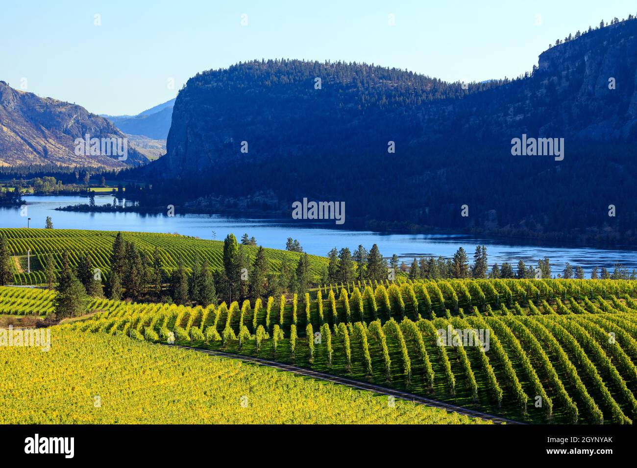 Vue sur Blue Mountain Vineyard avec McIntyre Bluff et Vaseux Lake en arrière-plan situé dans la vallée de l'Okanagan à Okanagan Falls, Colombie-Britannique Banque D'Images