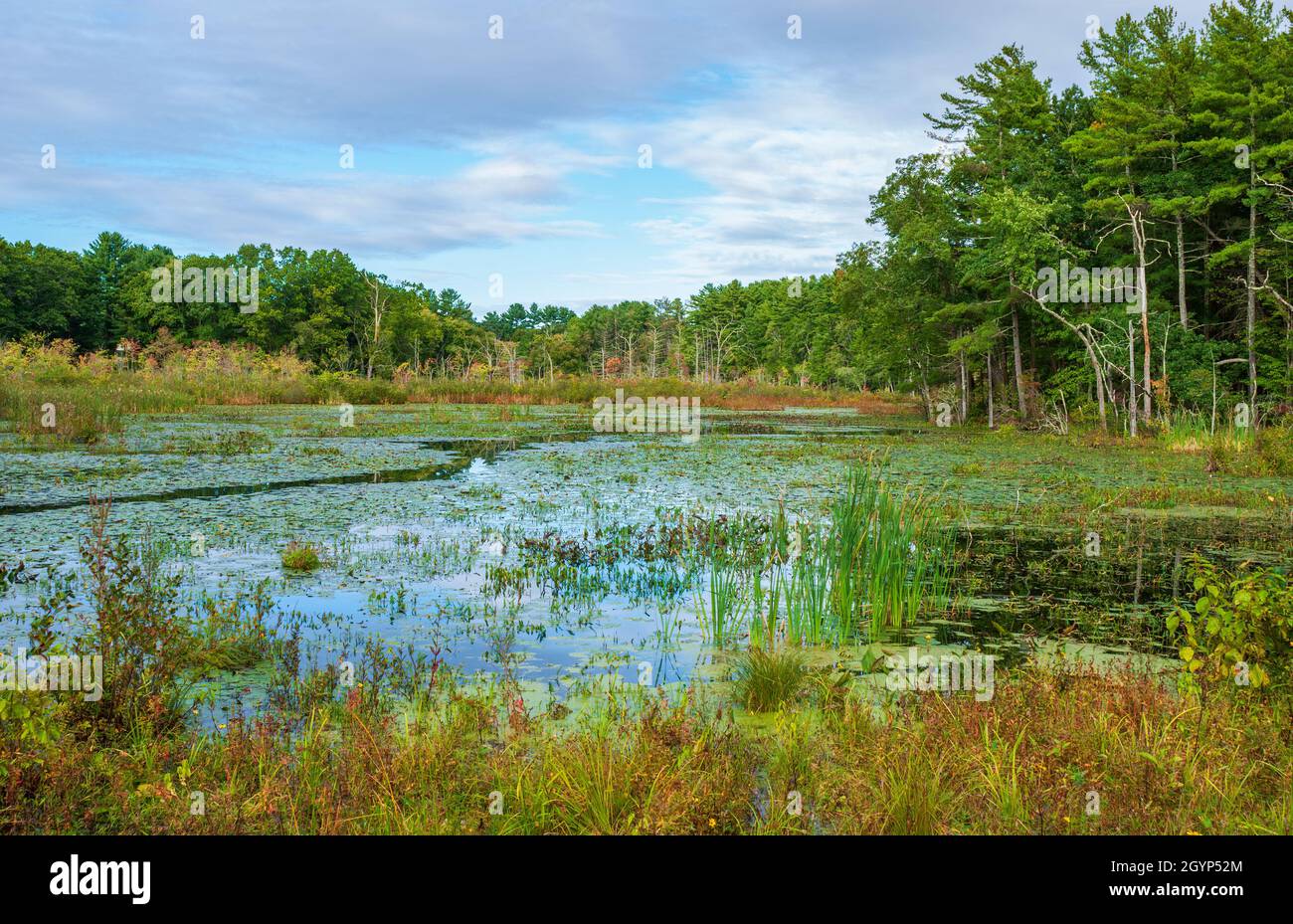 Marais Indian Brook Dans Broadmoor Wildlife Sanctuary Une Zone Humide marais-indian-brook-dans-broadmoor-wildlife-sanctuary-une-zone-humide