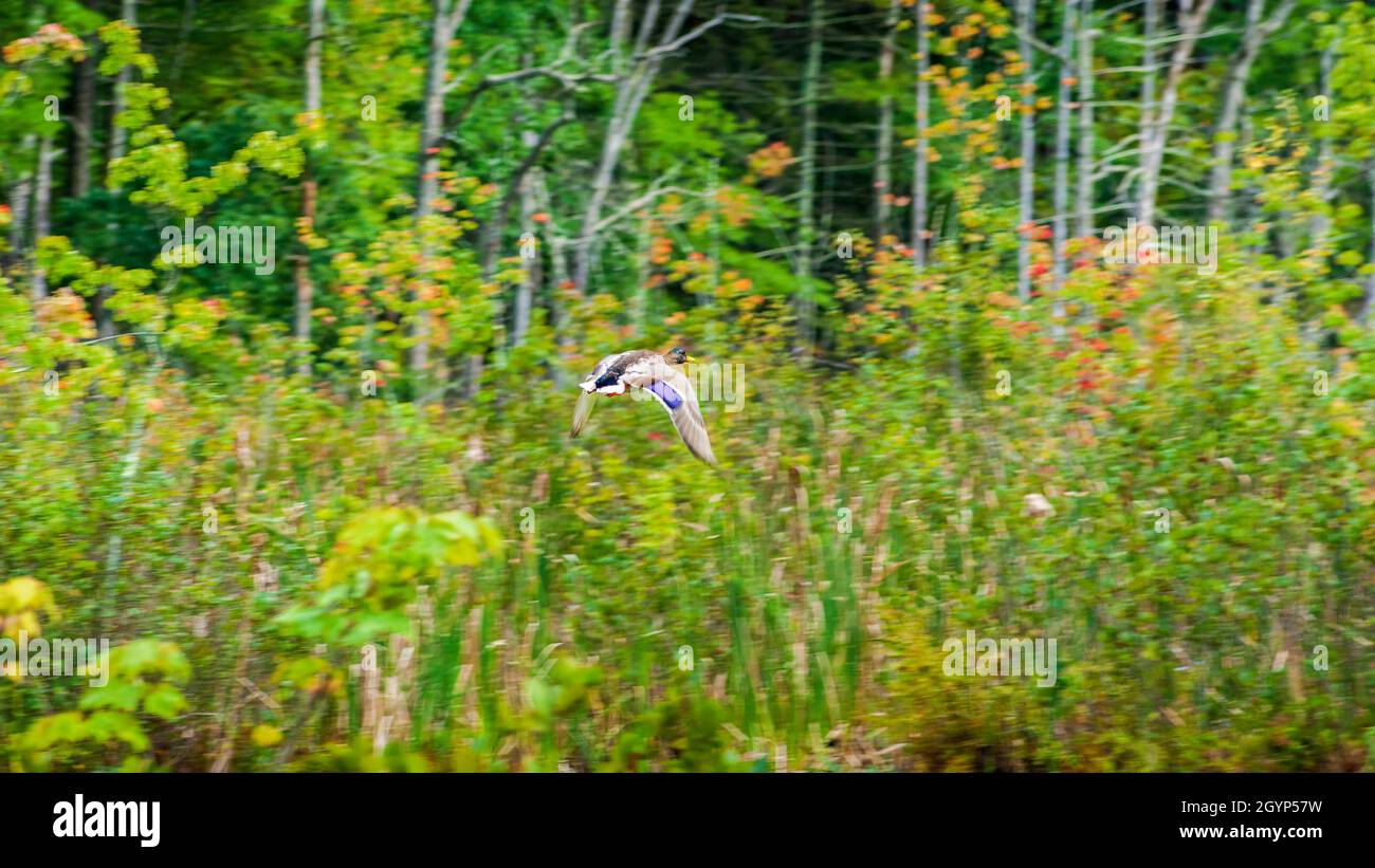 Un canard colvert mâle (Anas platyrhynchos) survolant les zones humides. Indian Brook Marsh, Mass Audubon’s Broadmoor Wildlife Sanctuary, Natick, Massachusetts Banque D'Images