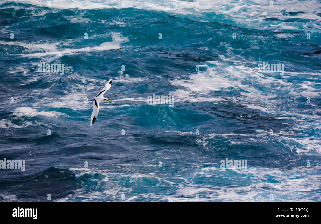 PailleenQueue ou oiseau de Phaeton dans un paysage naturel, île de la Réunion Photo Stock Alamy