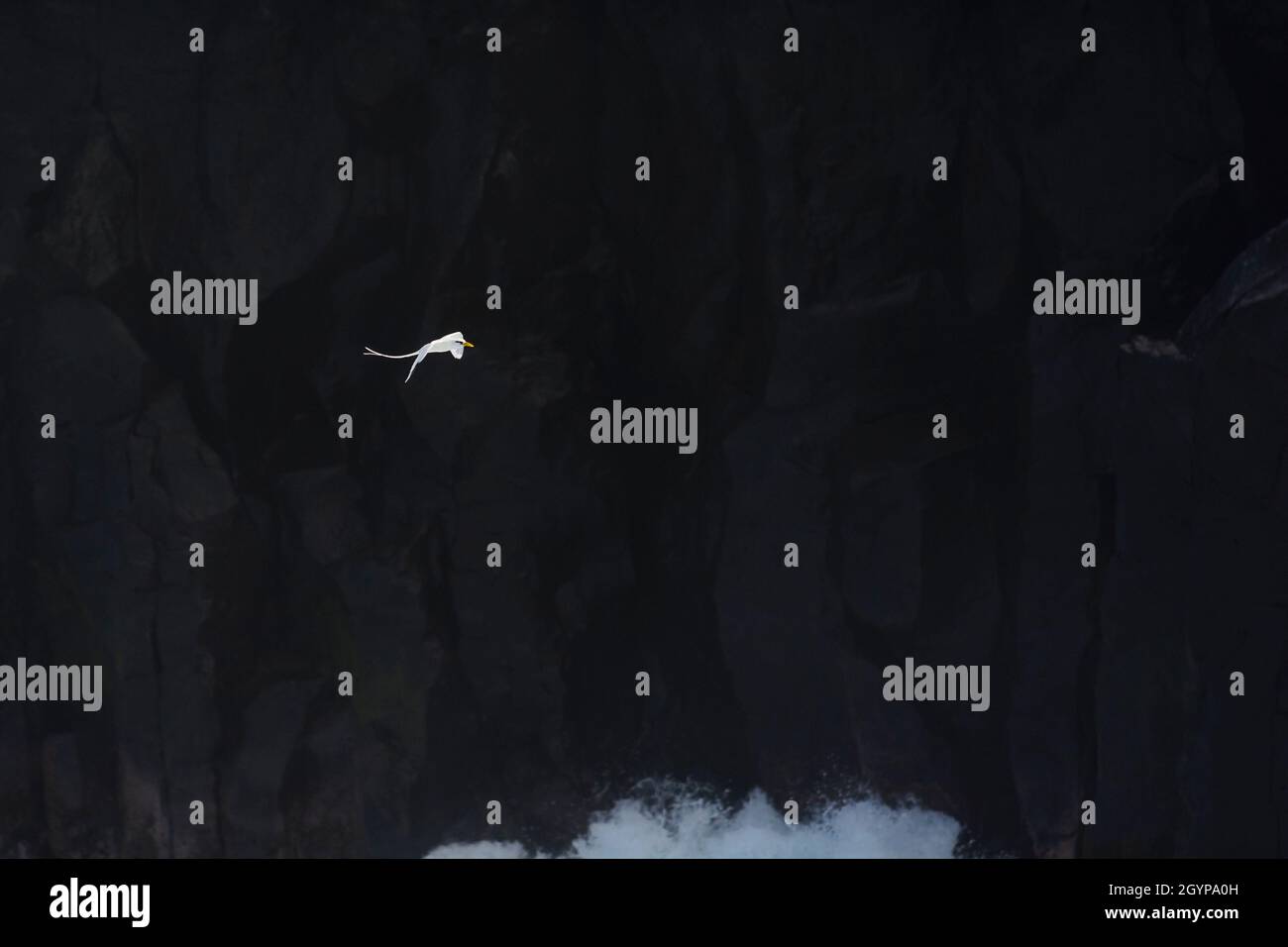 PailleenQueue ou oiseau de Phaeton dans un paysage naturel, île de la