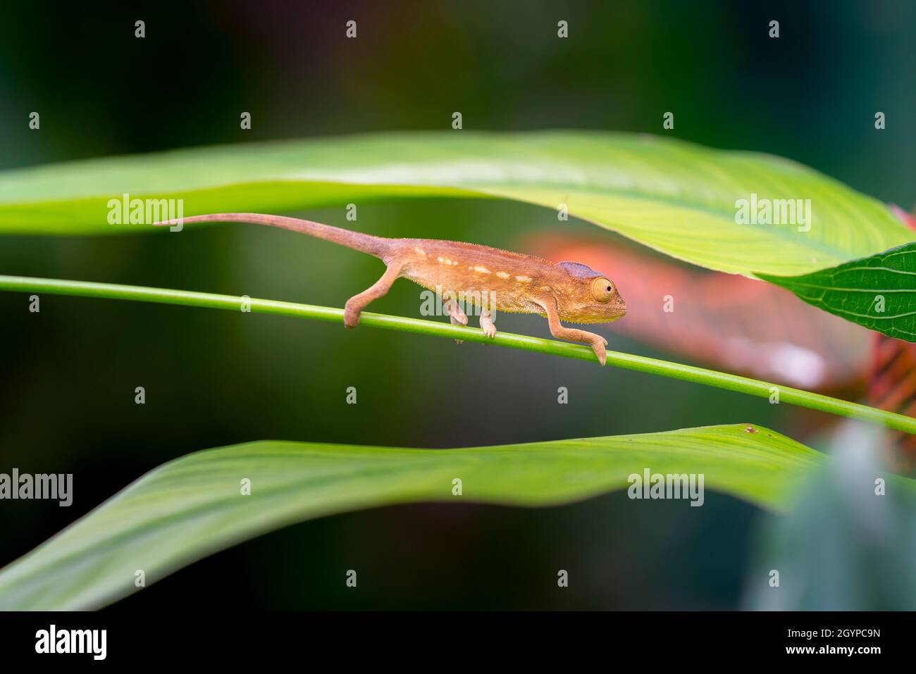 Petite panthère caméléon sur des feuilles vertes à l'île de la Réunion Banque D'Images