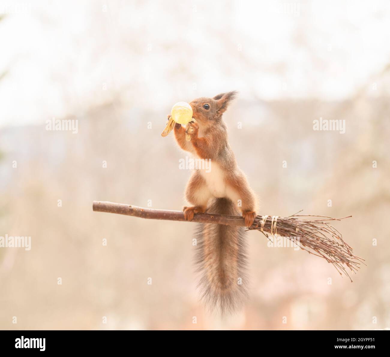 mouchard banque d image et photos alamy