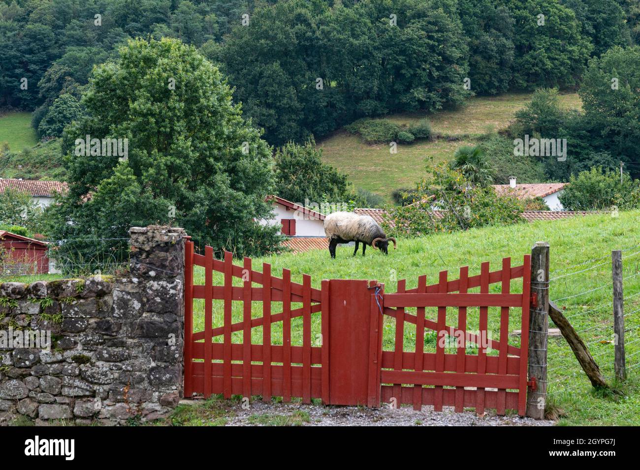 Moutons paître sur un pâturage dans le village rural de Bidarray; pays Basque, France Banque D'Images