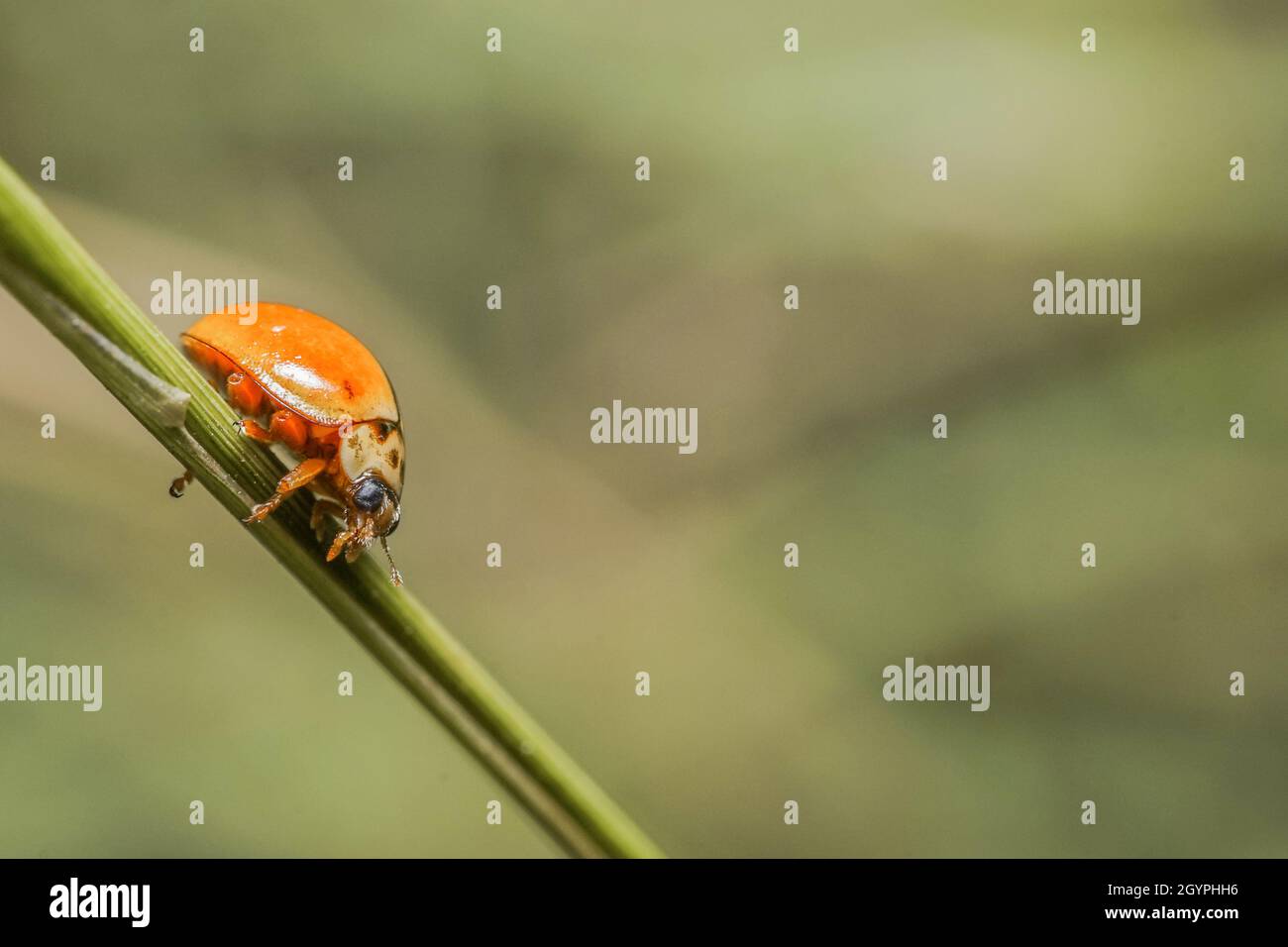 Gros plan araignée Banque D'Images