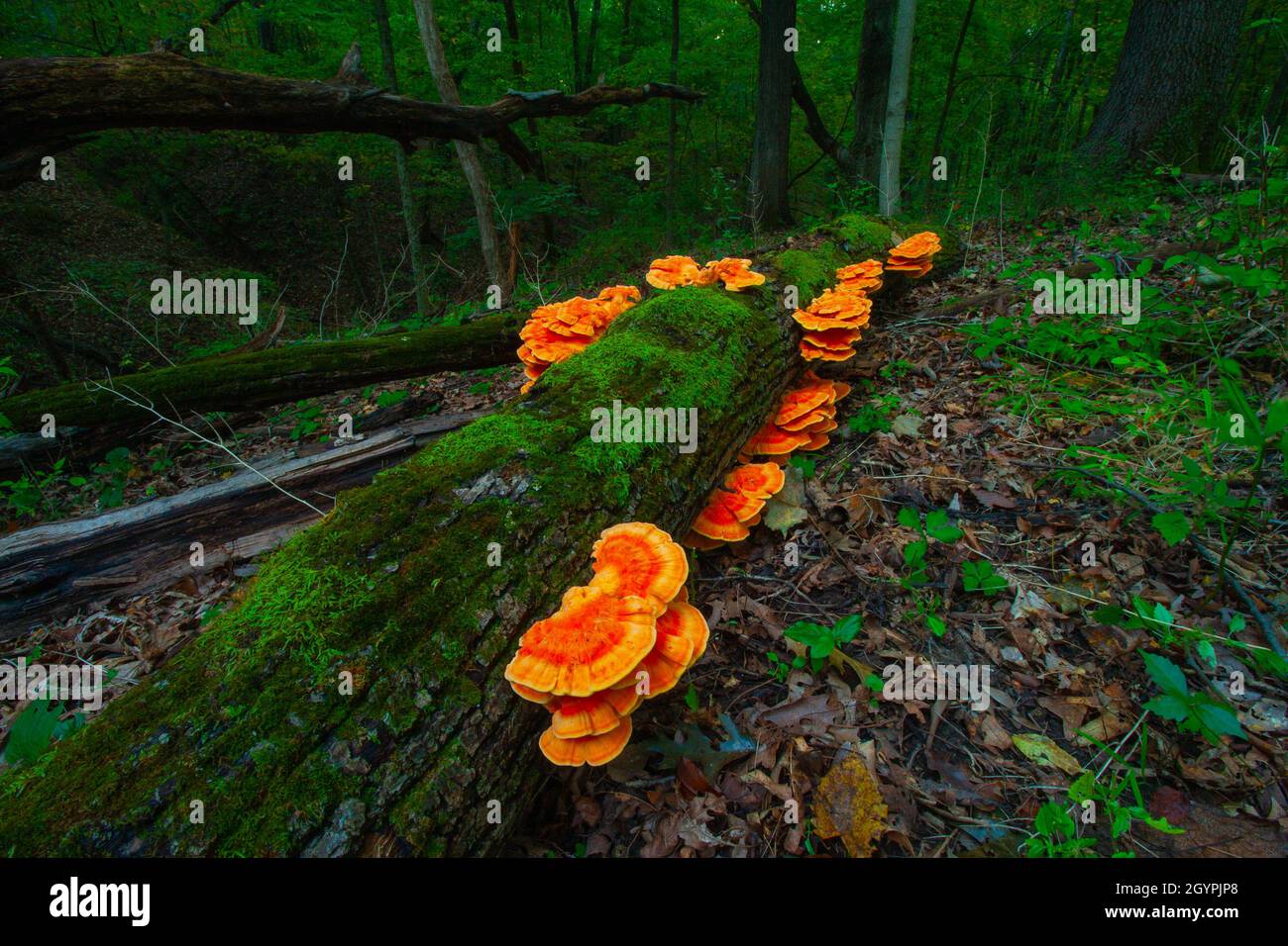 Champignons orange vif qui brillent dans la dernière lumière de l'heure bleue sur Une Mossy Log dans la forêt Banque D'Images