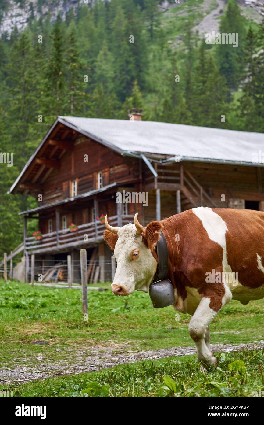 Vache suisse avec marche en cloche - Iffigenalp au-dessus de Lenk - Oberland bernois, Suisse Banque D'Images