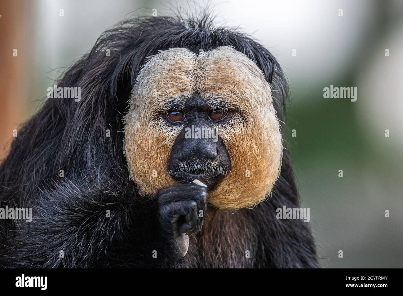 Saki Monkey gros plan portrait manger regardant l'appareil photo gros plan sur le visage Banque D'Images