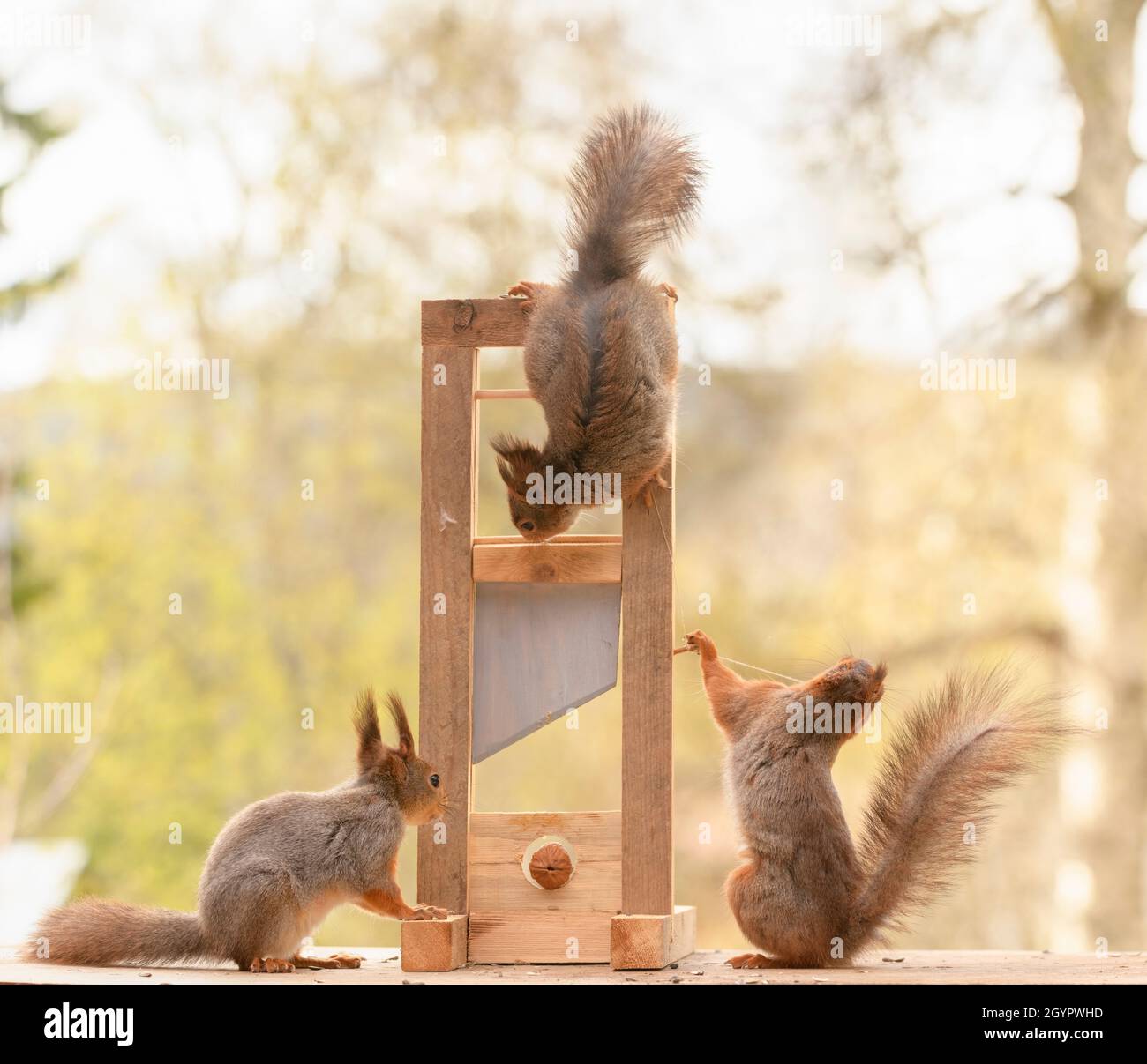Les écureuils rouges sont debout avec une noix et une guillotine Banque D'Images