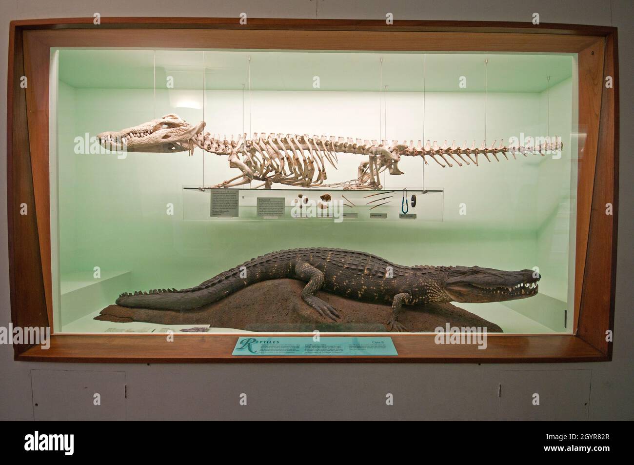 Crocodile du Nil (Crocodylus niloticus), squelette et animal farci, Musée d'histoire naturelle, South Kensington, Londres, Angleterre Banque D'Images