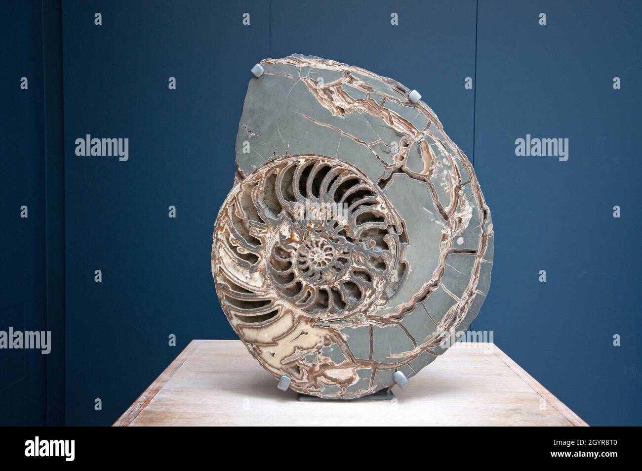 Fossil of Ammonite (Asteroceras stellaare) au Natural History Museum, South Kensington, Londres, Angleterre Banque D'Images