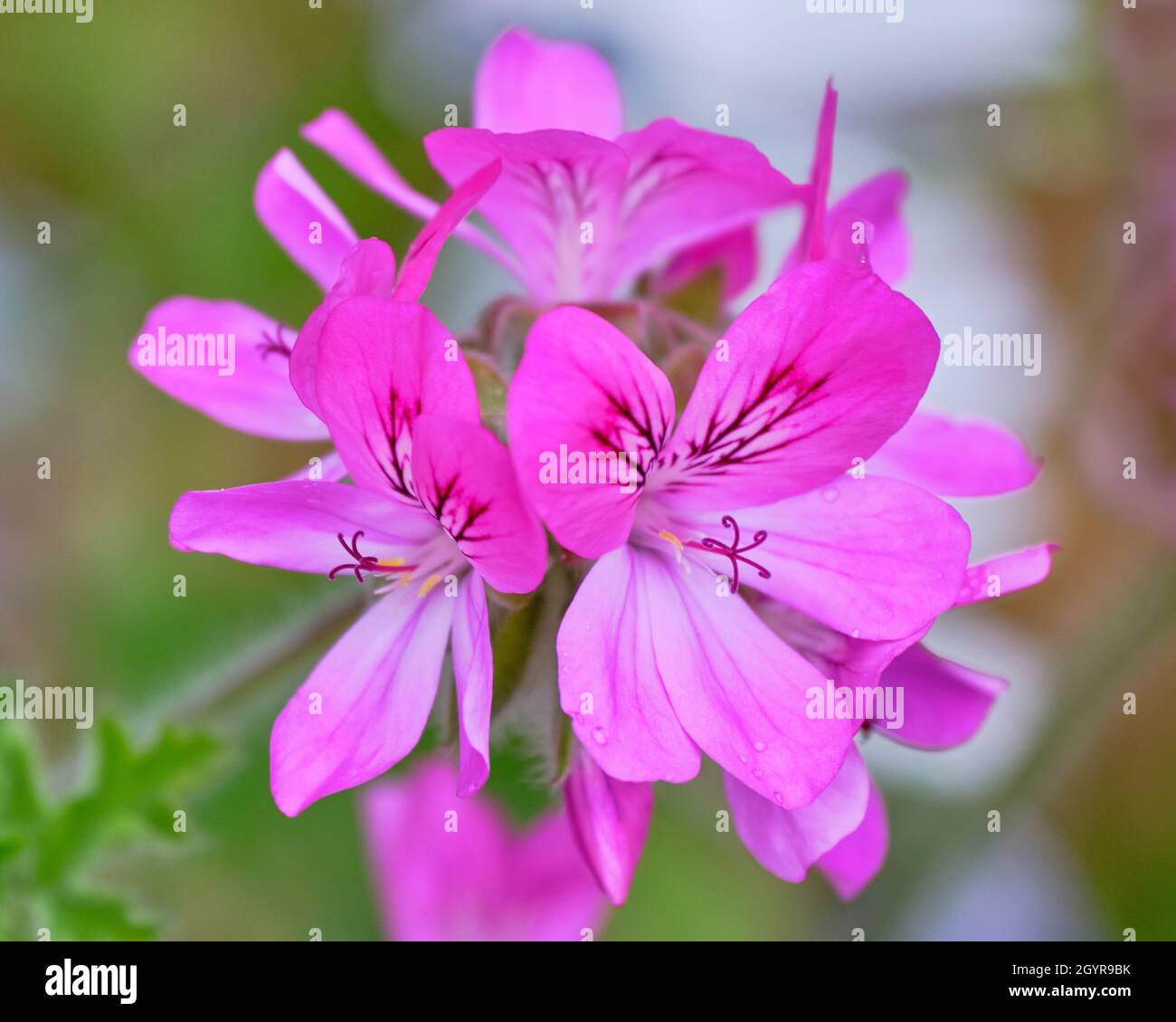Géranium rose vif Banque D'Images