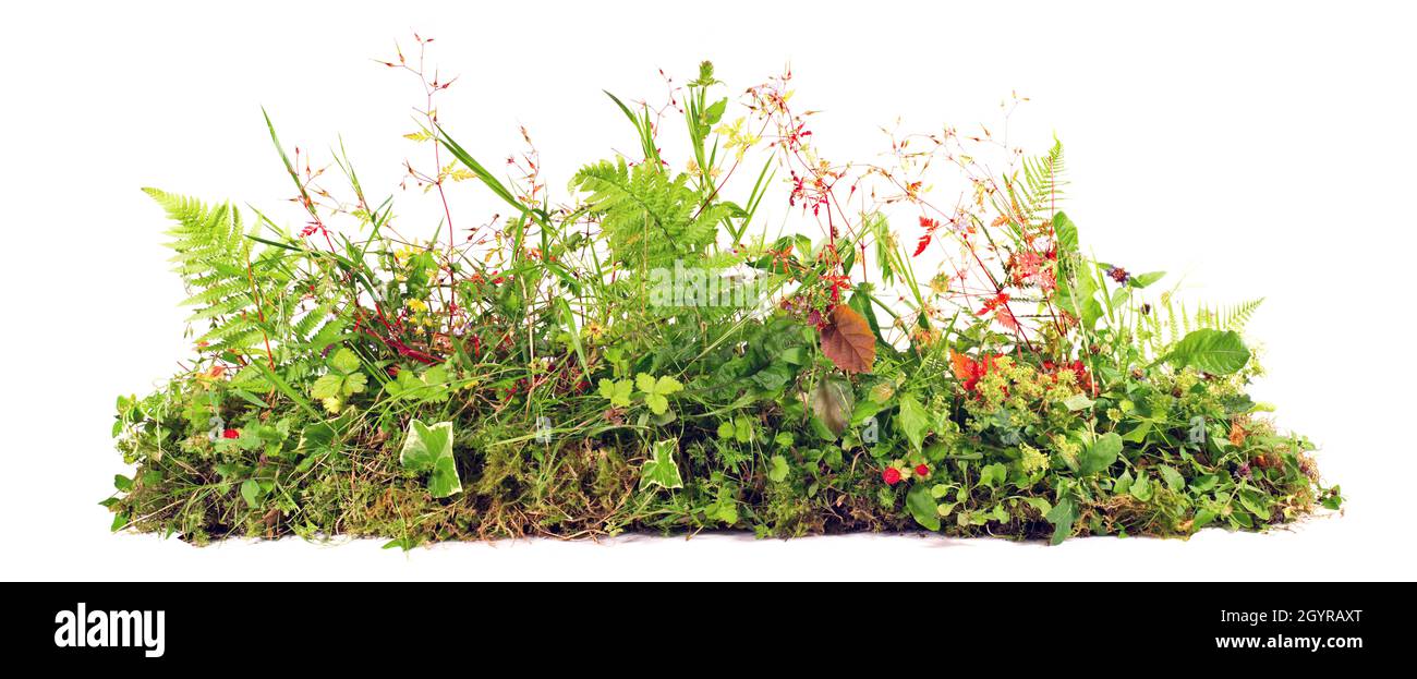 Mauvaises herbes plantes en croissance bannière isolée sur fond blanc - Panorama du contrôle des plantes. Banque D'Images