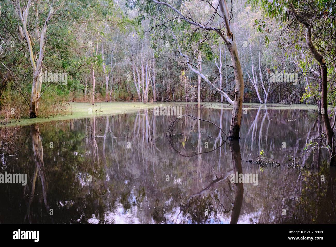 Burke Road Billabong Banque D'Images