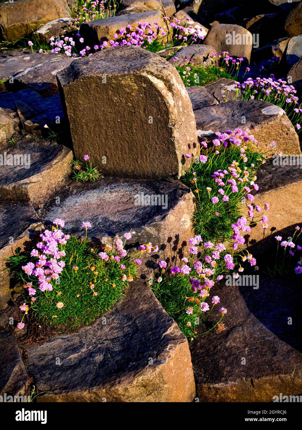 Le site du patrimoine mondial de l'UNESCO, Giants Causeway, North Coast, County Antrim, Irlande du Nord Banque D'Images