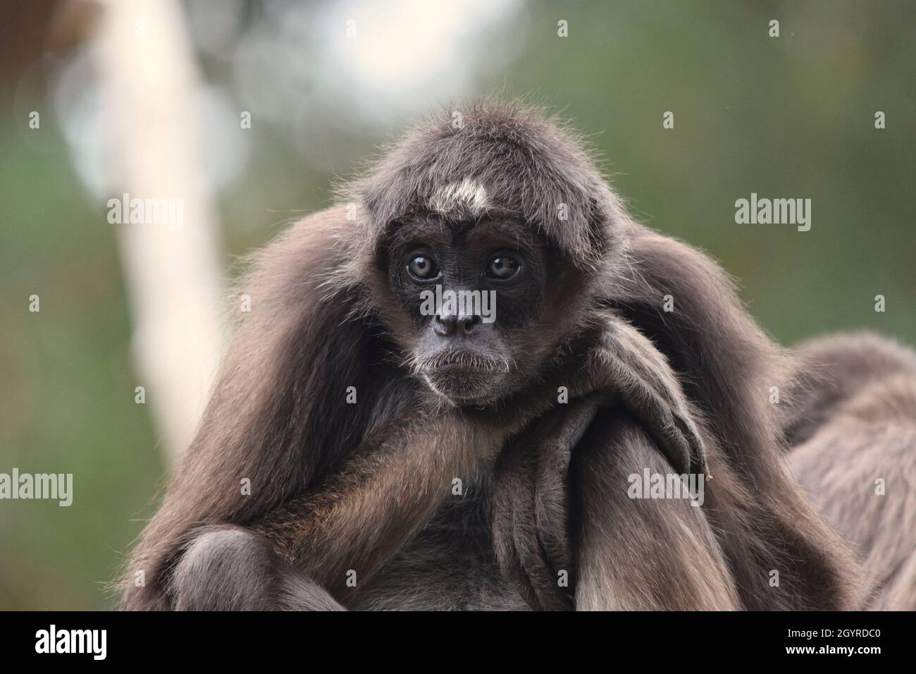 Un singe araignée variégé en danger critique également connu sous le nom de singe araignée marron assis sur un fond d'arbres Banque D'Images