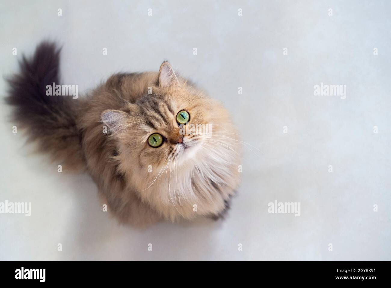 Vue De Dessus De Joli Chaton Persan Chinchilla Hair Heureux Britannique Et Regardant L Appareil Photo Avec Espace De Copie Concept Chat Et Animal De Compagnie Photo Stock Alamy