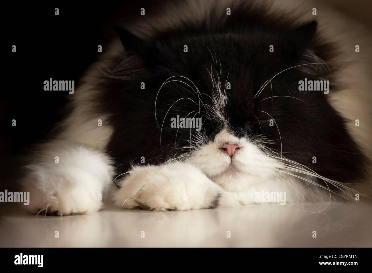 mignon chat chaton noir et blanc dormant sur le sol dans la chambre le dimanche matin avec la lumière du soleil chaude en été. Banque D'Images