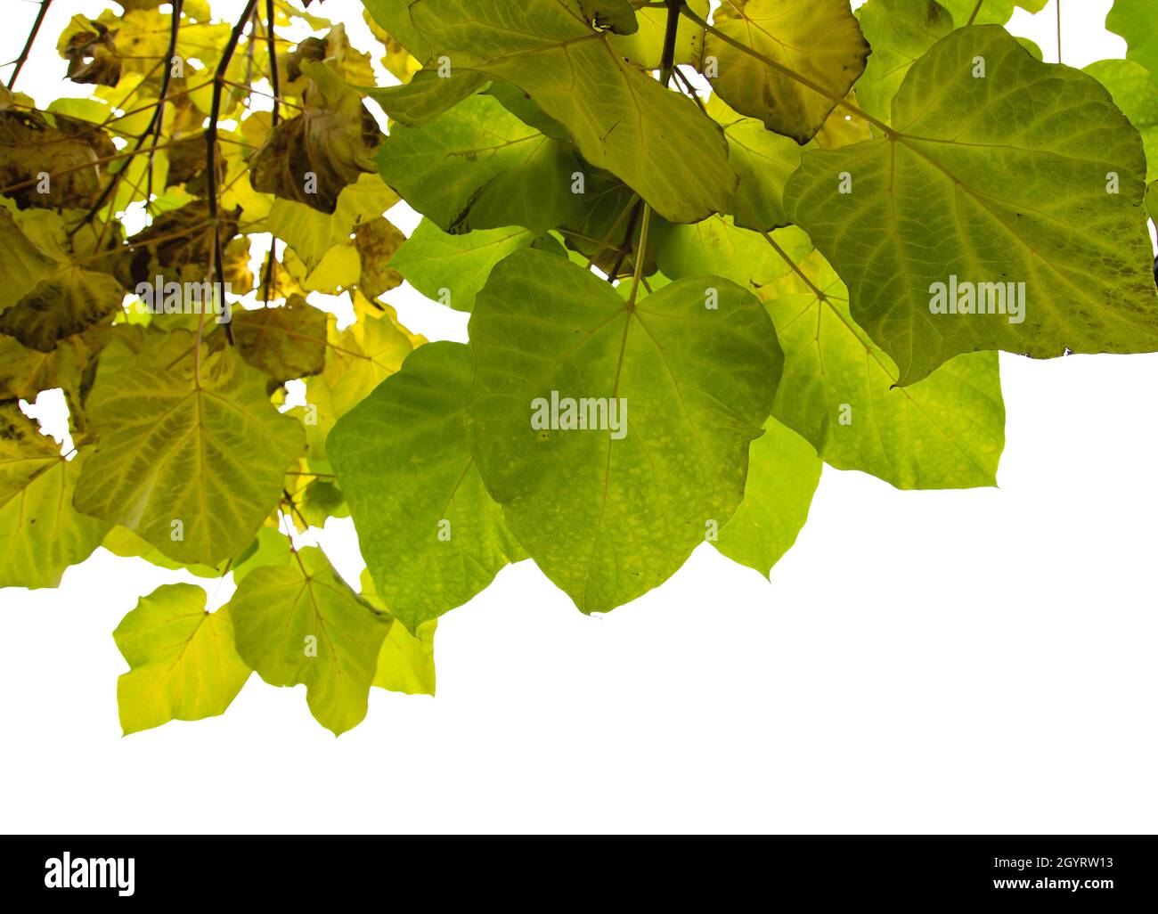 Catalpa bignonioides haricot indien Autumanl feuilles décidues Banque D'Images