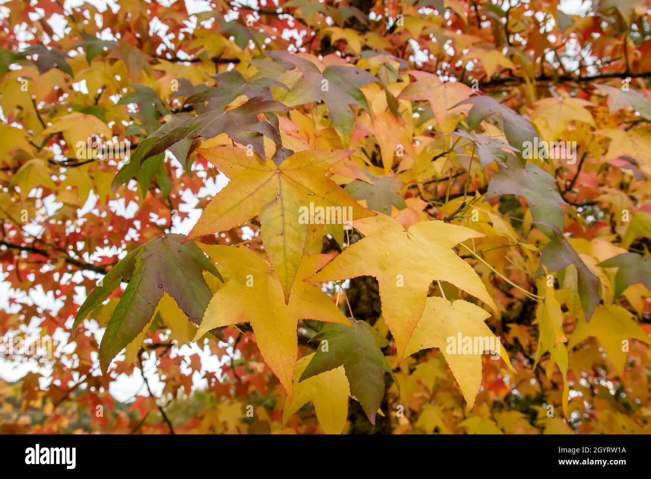 Arbre de Liquidambar à feuilles caduques automnales colorées Banque D'Images