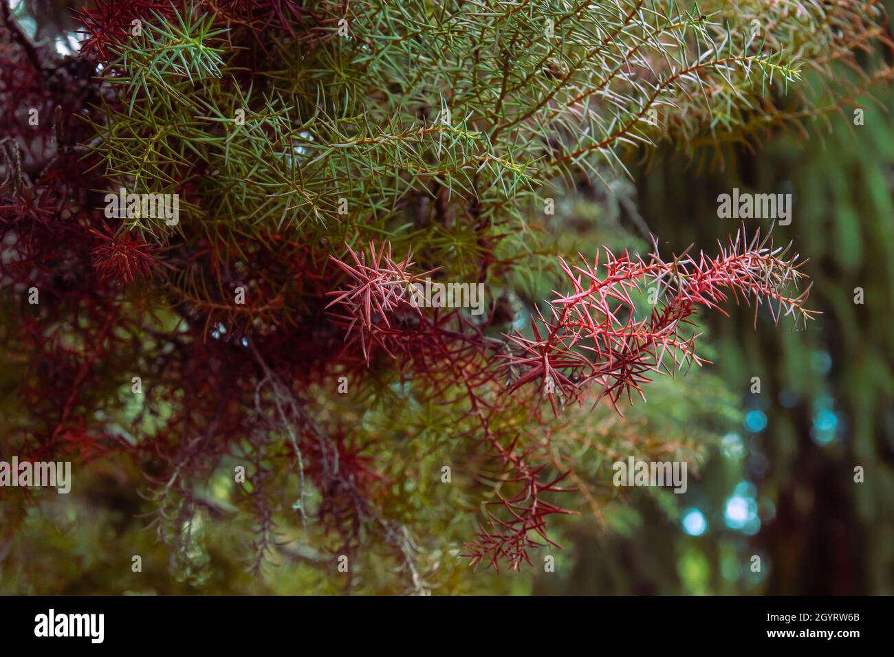 Cryptomeria japonica cèdre japonais arbre vert-vert feuillage rouge gros plan Banque D'Images