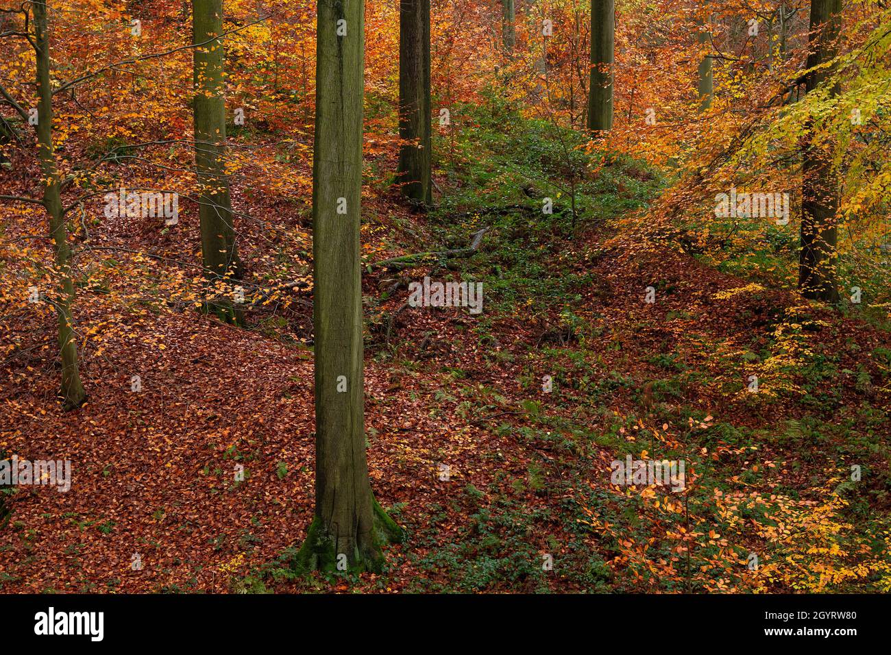 Forêt européenne de hêtres anciens (Fagus sylvatica) en automne Banque D'Images