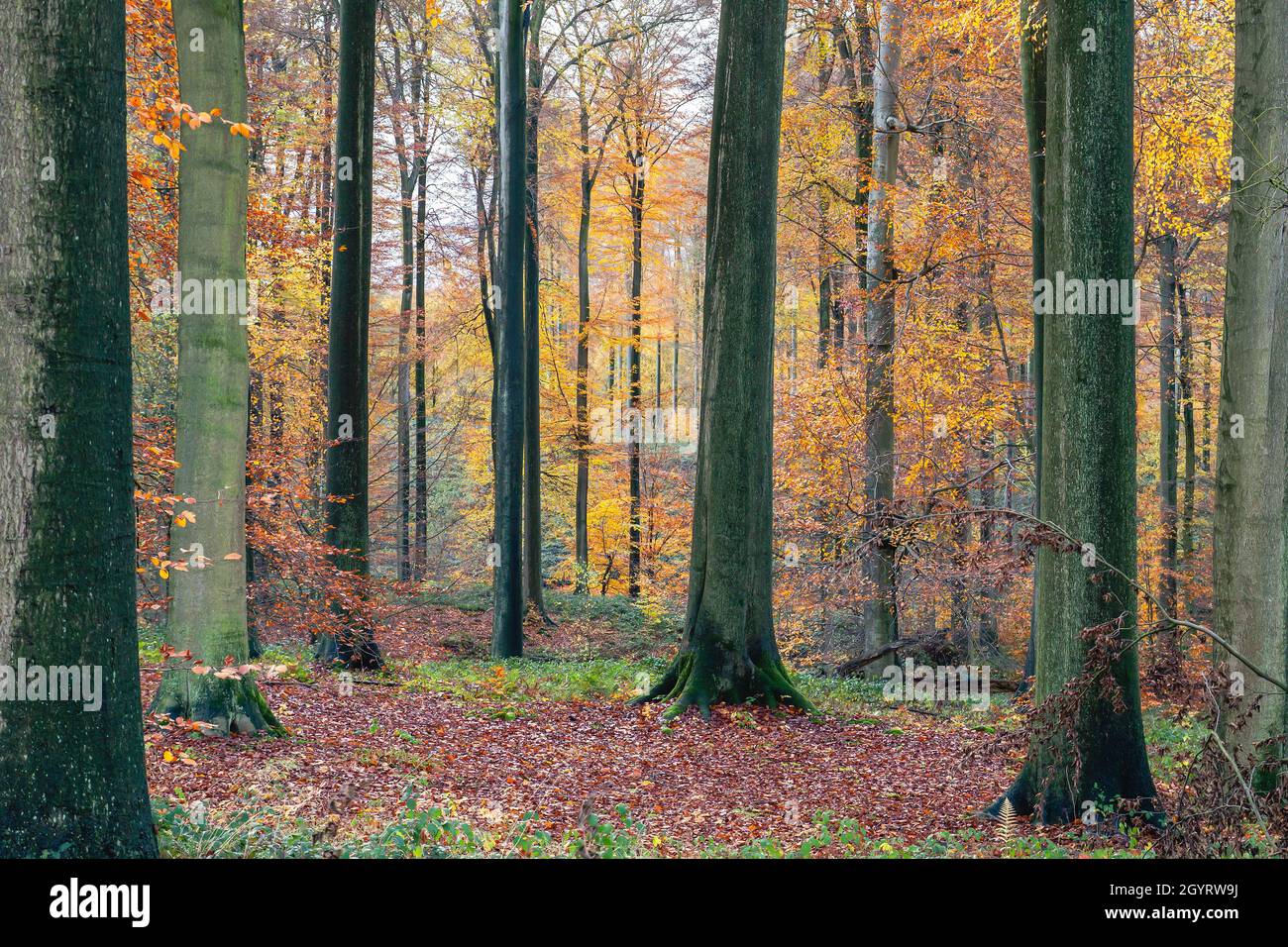Forêt de hêtres anciens (Fagus sylvatica) avec feuillage décidus coloré en automne Banque D'Images