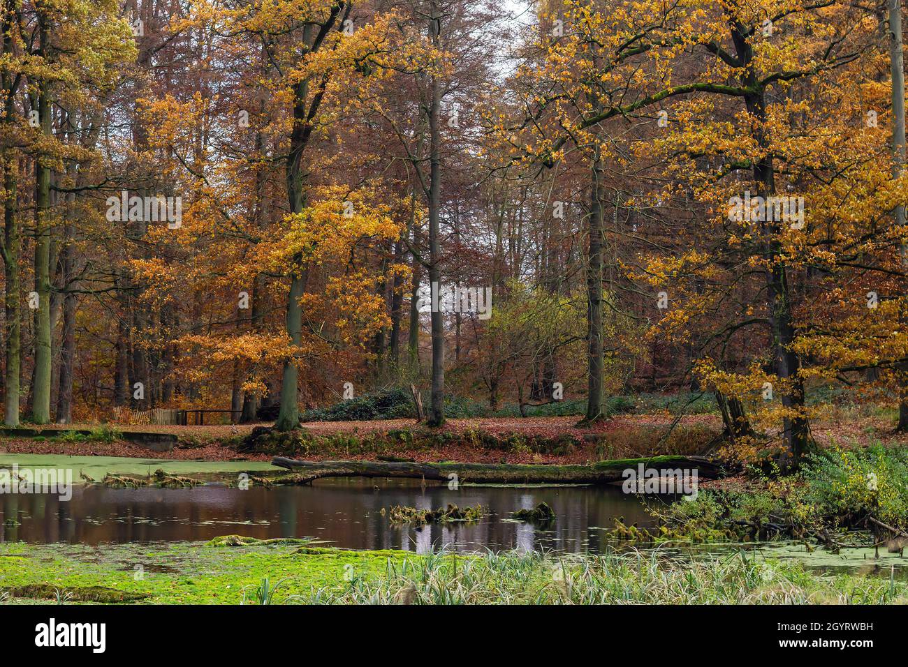 Étang dans la forêt européenne de hêtre ancienne (Fagus sylvatica) avec feuillage décidus coloré en automne.Forêt de Sonian, Belgique Banque D'Images