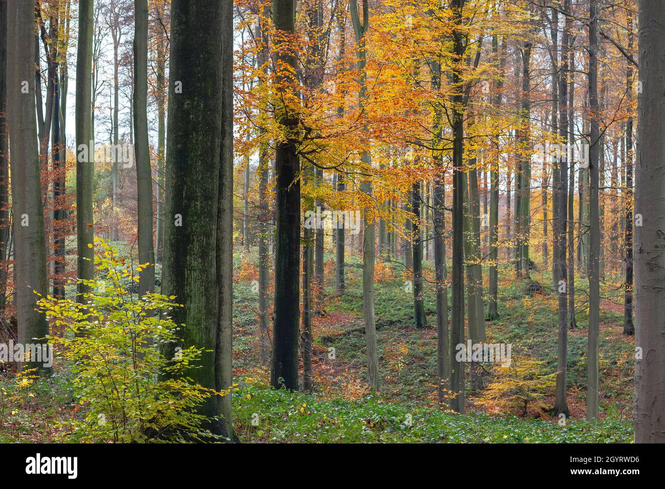 Forêt de hêtres anciens (Fagus sylvatica) avec feuillage décidus coloré en automne Banque D'Images