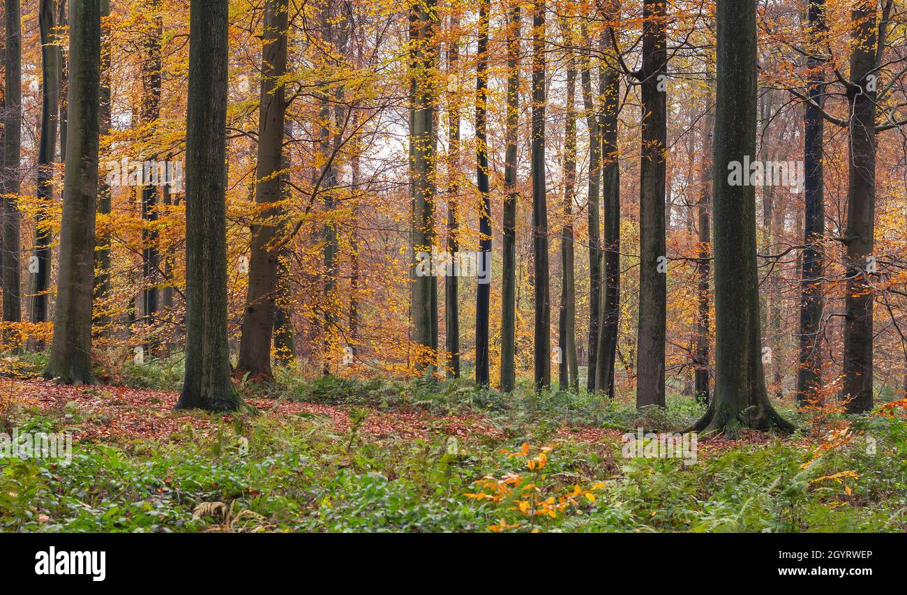 Forêt européenne de hêtres anciens (Fagus sylvatica) en automne Banque D'Images