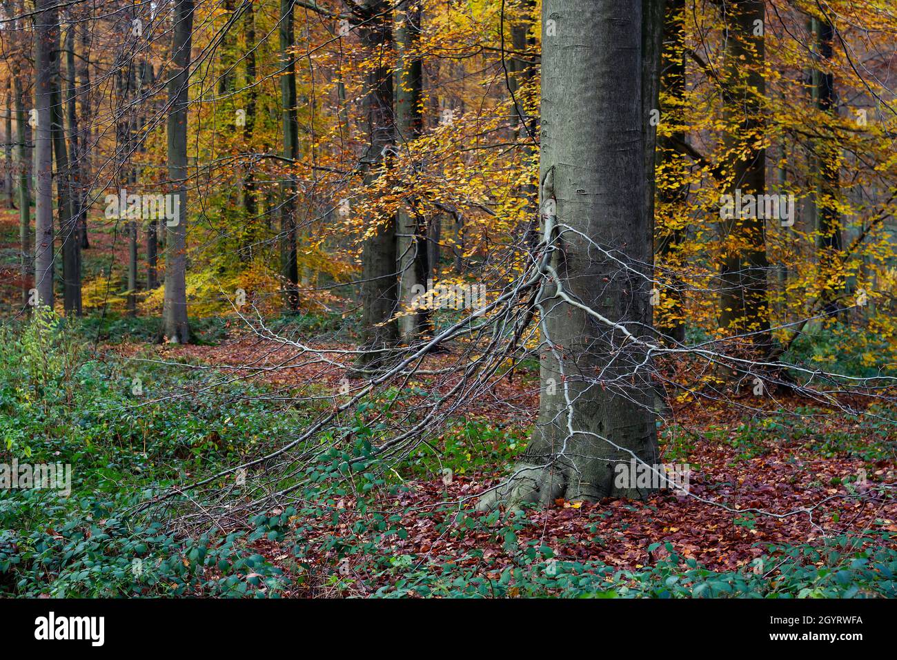 Hêtre européen (Fagus sylvatica) dans une ancienne forêt aux couleurs automnales Banque D'Images