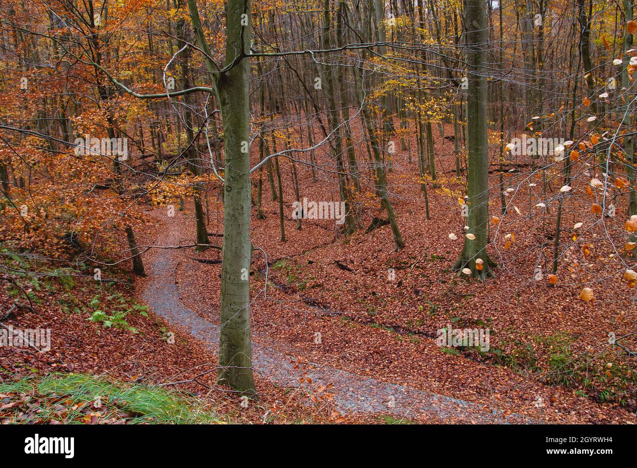 Belle forêt d'automne avec sentier parmi les hêtres de Fagus sylvatica avec feuillage automnal décidus. Banque D'Images