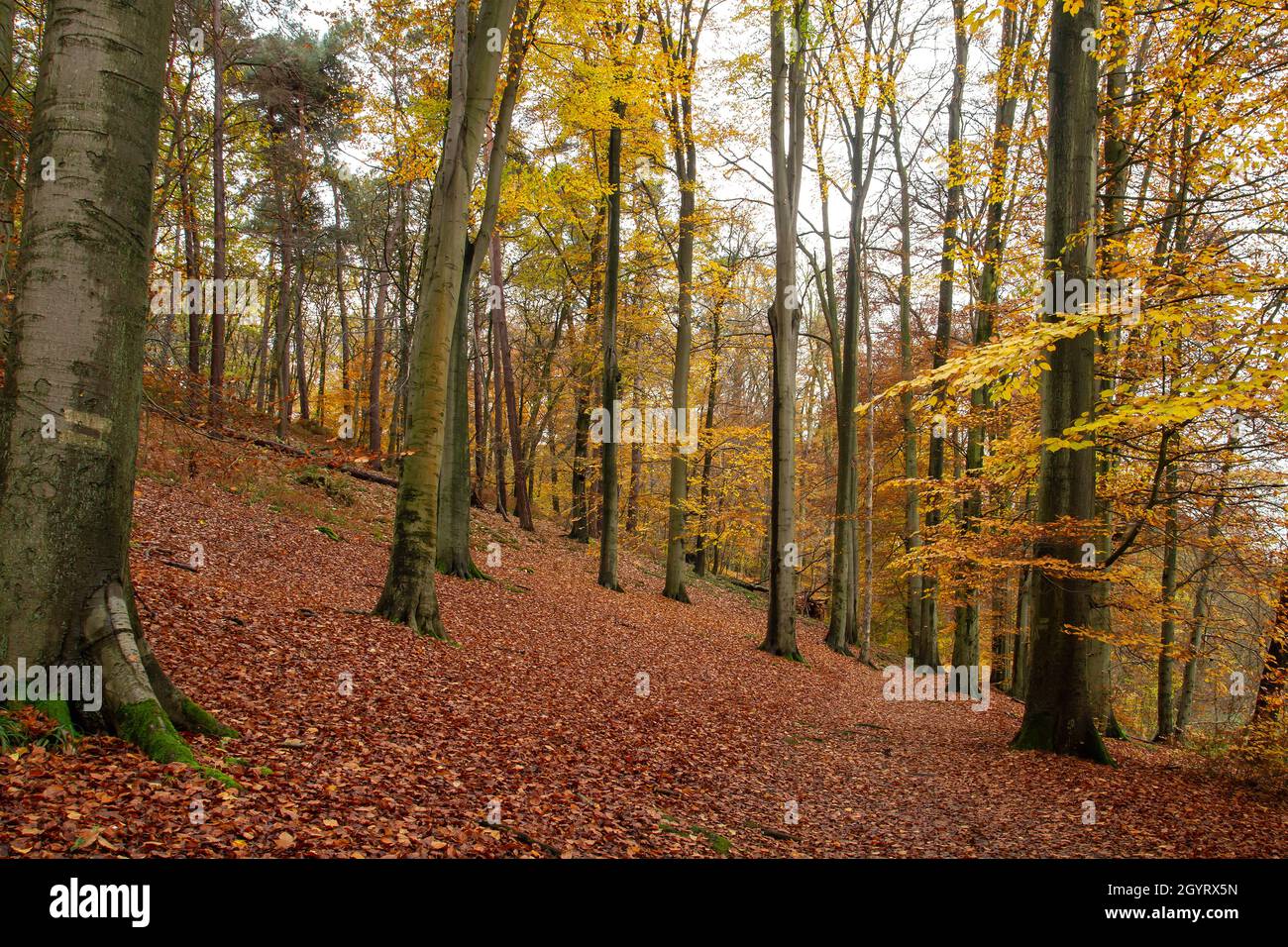 Beau Fagus sylvatica hêtres forêt d'automne avec feuillage décidus Banque D'Images
