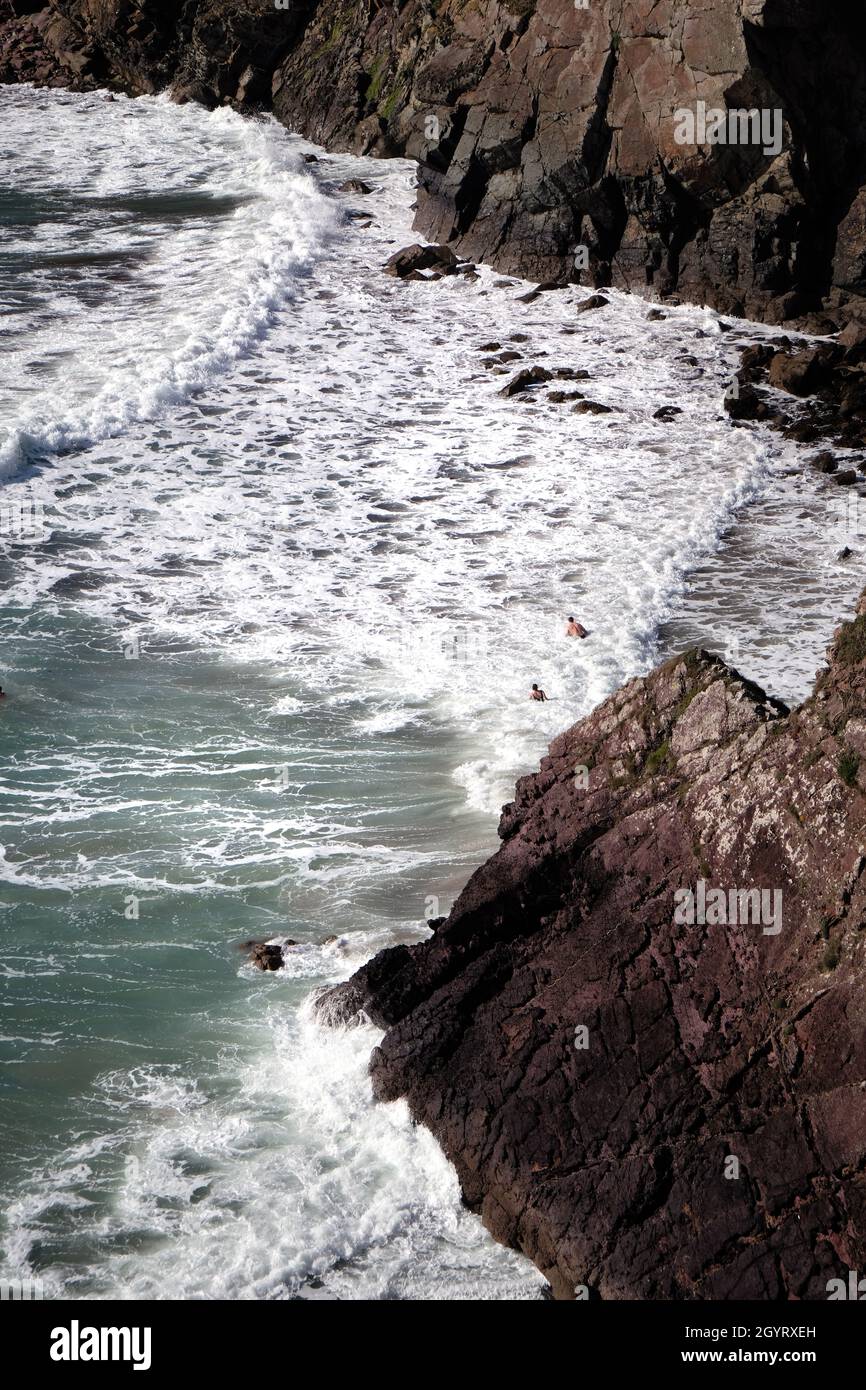 Deux nageurs sauvages nageant au large de la plage de Caerfai sous le chemin côtier de Pembrokeshire, St Davids Peninsular, pays de Galles, Royaume-Uni Banque D'Images