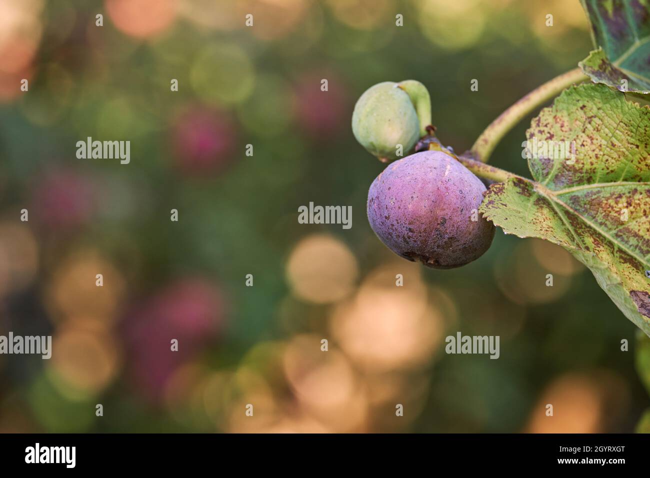 Ficus carica, figuier mûr de couleur pourpre Banque D'Images